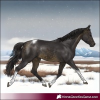 Horse Color:Buckskin Tobiano Rabicano 