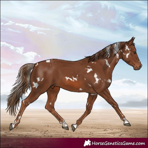 Horse Color:White Spotted Chestnut