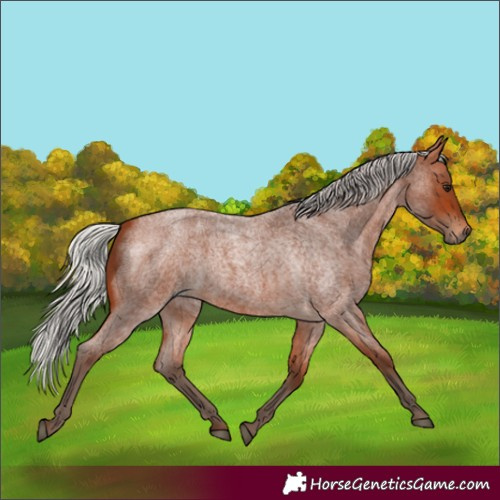 Horse Color:Silver Bay Roan