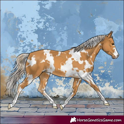 Horse Color:White Spotted Palomino