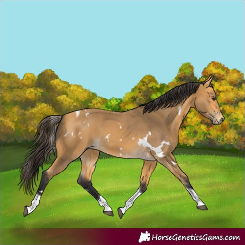 Horse Color:White Spotted Buckskin Tobiano 
