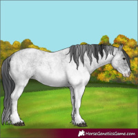 Horse Color:White Spotted Blue Roan Rabicano  and White Spotted Blue Roan Rabicano 