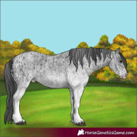 Horse Color:White Spotted Blue Roan Rabicano  and White Spotted Blue Roan Rabicano 