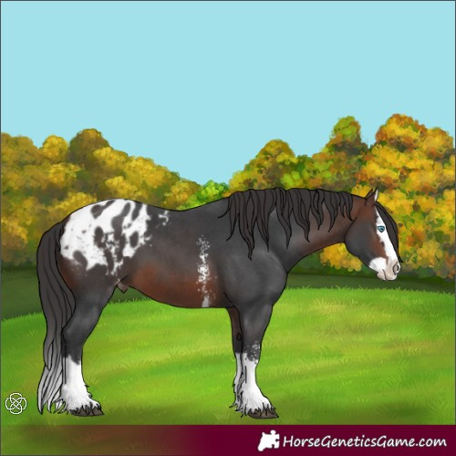 Horse Color:Brown Sabino Splash Appaloosa  and Brown Sabino Splash Appaloosa 