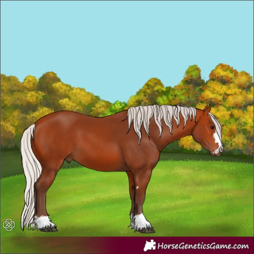 Horse Color:Silver Bay 