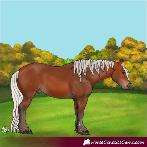Horse Color:Silver Bay 