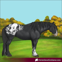 Horse Color:Black Sabino Splash Appaloosa Rabicano  and Black Sabino Splash Appaloosa Rabicano 