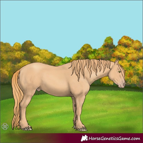 Horse Color:Gold Champagne 