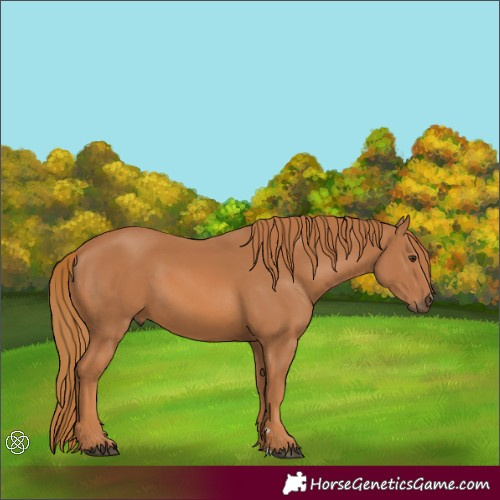 Horse Color:Chestnut 