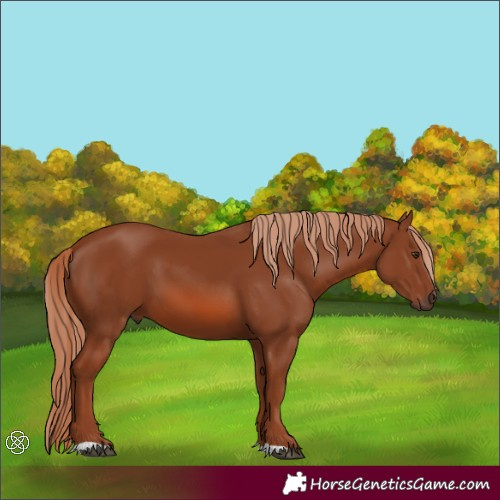 Horse Color:Chestnut 