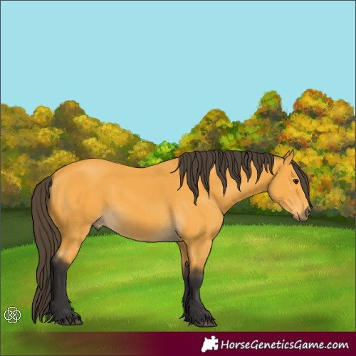 Horse Color:Buckskin 