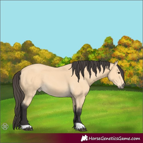 Horse Color:Buckskin 