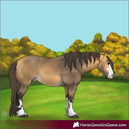 Horse Color:Buckskin