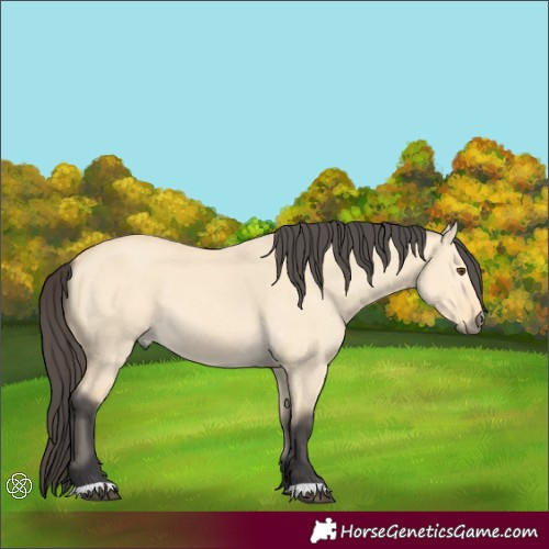 Horse Color:Buckskin Dun 