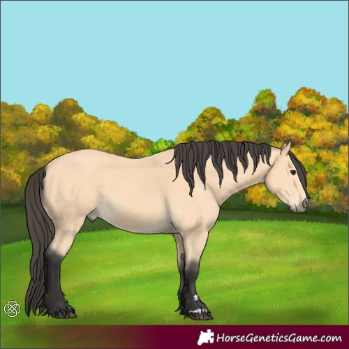 Horse Color:Buckskin