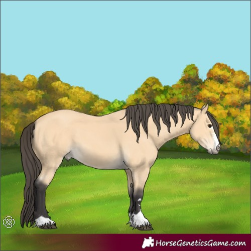 Horse Color:Buckskin
