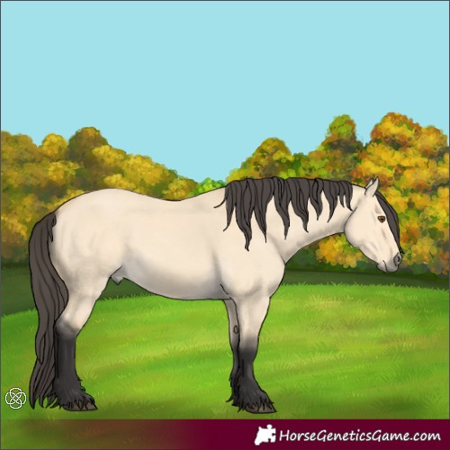 Horse Color:Buckskin Dun 