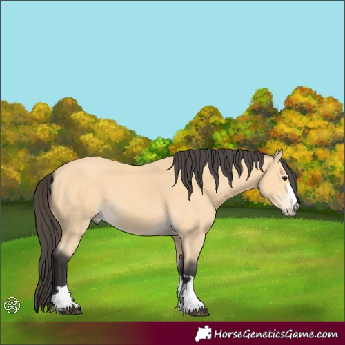 Horse Color:Buckskin