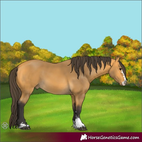 Horse Color:Buckskin