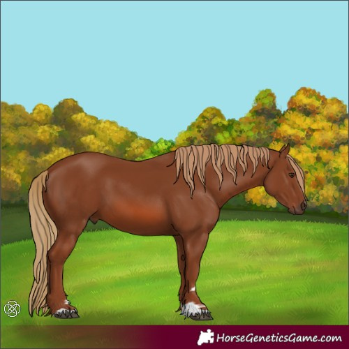 Horse Color:Chestnut 