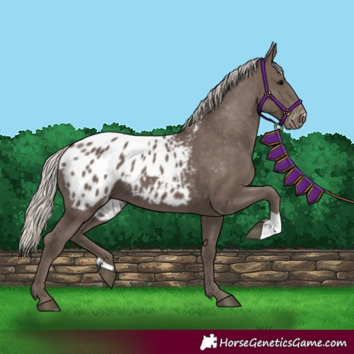 Horse Color:Silver Black Appaloosa 