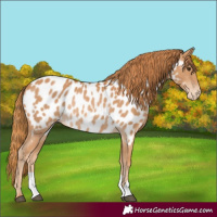 Horse Color:Chestnut Appaloosa Rabicano