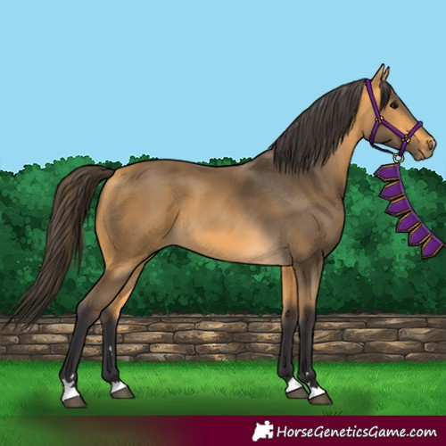 Horse Color:Buckskin