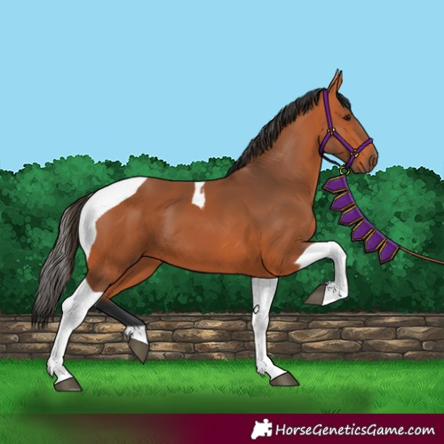 Horse Color:Bay Tobiano
