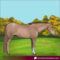 Horse Color:Black Pearl Sabino