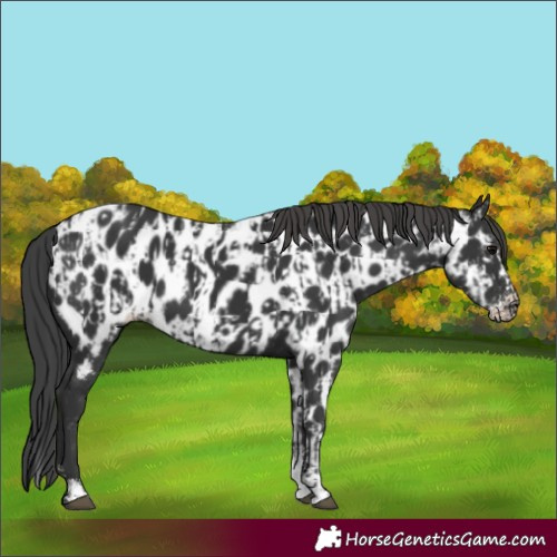 Horse Color:Black Sabino Splash Near Leopard  and Black Sabino Near Leopard 