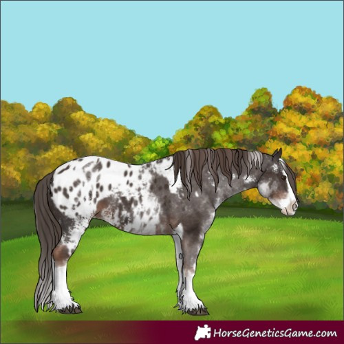 Horse Color:Liver Chestnut Sabino Splash Appaloosa  and White Spotted Liver Chestnut Splash Appaloosa 