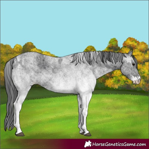 Horse Color:White Spotted Blue Roan Rabicano and White Spotted Blue Roan Rabicano