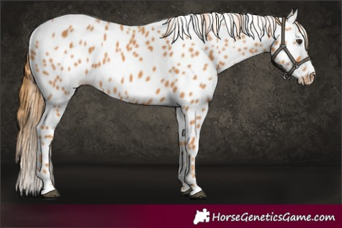 Horse Color:Chestnut Leopard