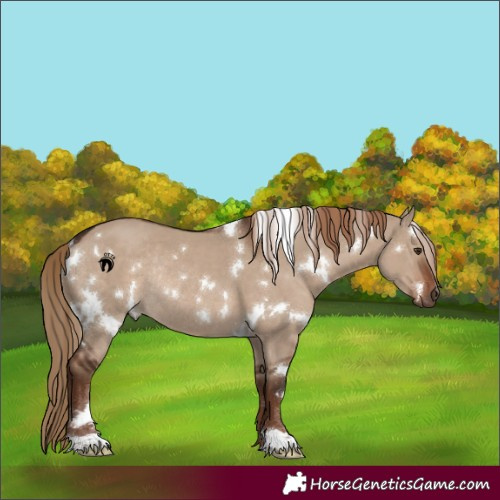 Horse Color:White Spotted Liver Red Dun Rabicano