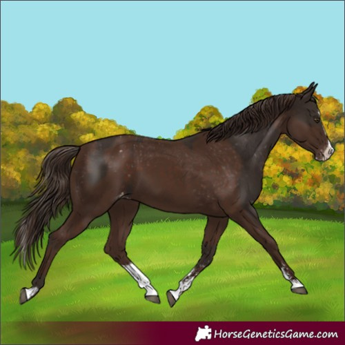 Horse Color:Liver Chestnut Sabino Splash Appaloosa  and Liver Chestnut Sabino Splash Appaloosa 