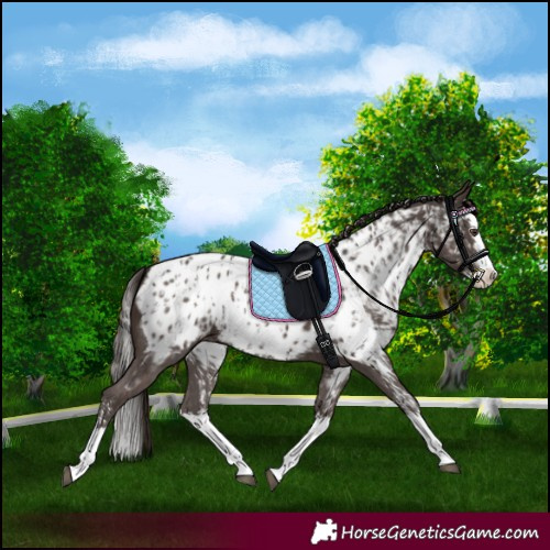 Horse Color:Liver Chestnut Sabino Splash Appaloosa  and Liver Chestnut Sabino Splash Appaloosa 