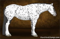 Horse Color:Black Near Leopard