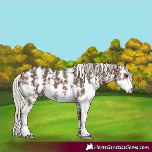 Horse Color:Silver Brown Sabino