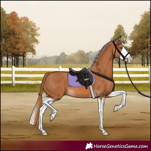 Horse Color:Chestnut Splash Rabicano 