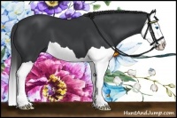 Horse Color:Black Splash