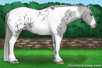 Horse Color:Black Tobiano Frame Appaloosa 