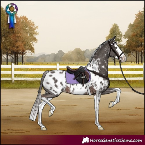 Horse Color:Liver Chestnut Sabino Splash Appaloosa