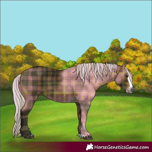 Horse Color:Gray Plaid Silver Bay Splash Rabicano