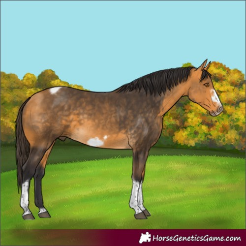 Horse Color:Buckskin Tobiano Frame 