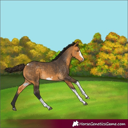 Horse Color:Buckskin Tobiano Frame 