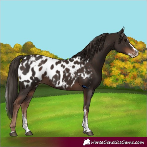 Horse Color:Liver Chestnut Sabino Splash Appaloosa  and Liver Chestnut Sabino Splash Appaloosa 