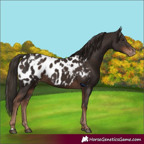 Horse Color:Liver Chestnut Appaloosa  and Liver Chestnut Appaloosa 