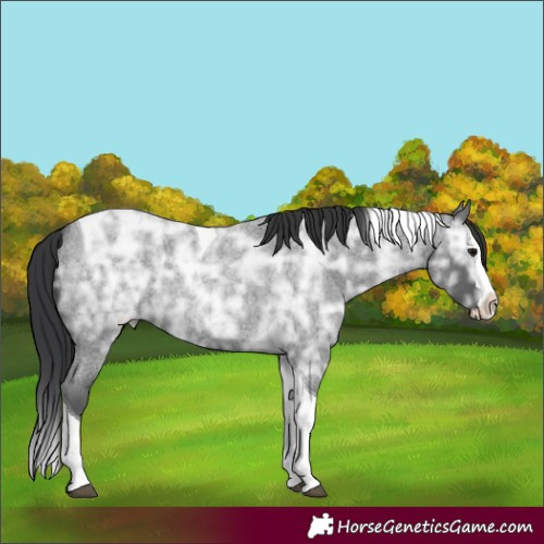 Horse Color:Blue Ice Roan Splash Tobiano Rabicano 
