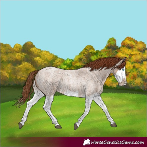 Horse Color:Red Dun Roan Splash Frame Rabicano 