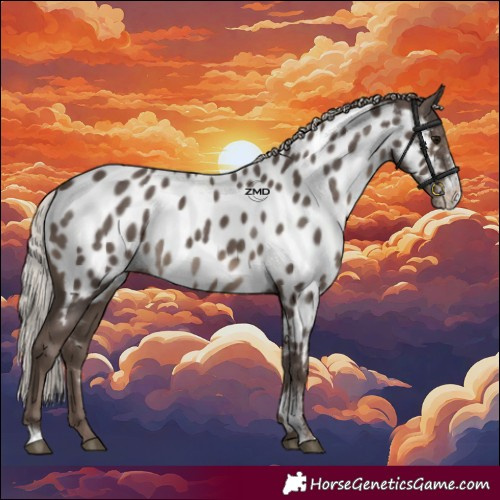 Horse Color:Silver Black Sabino Appaloosa Rabicano 
